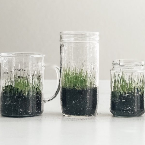 3 Easy Steps To Plant Grass Indoors Perfect For Easter And Spring